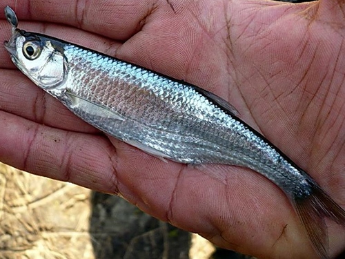 Рыбалка в Казахстане
