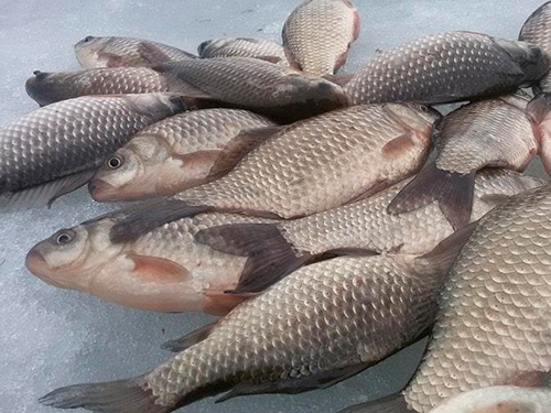Рыбалка на Балхаше
