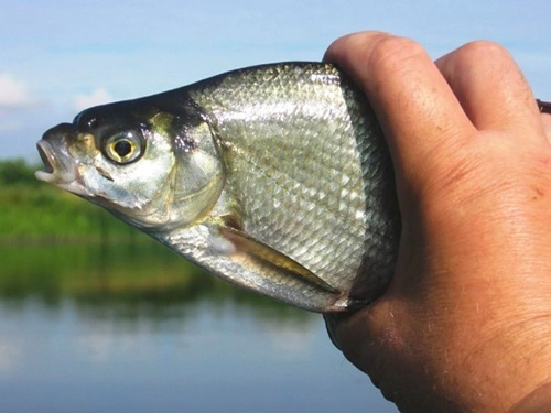 Рыбалка в Казахстане
