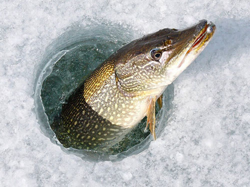 Зимняя рыбалка Балхаш