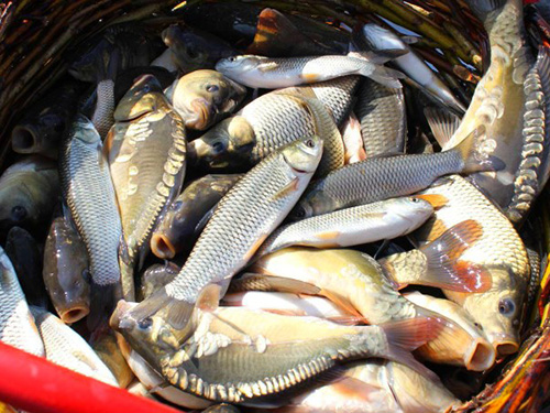 Рыбалка с берега на озере Балхаш